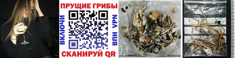 даркнет сайт  Алушта  Псилоцибиновые грибы Cubensis 